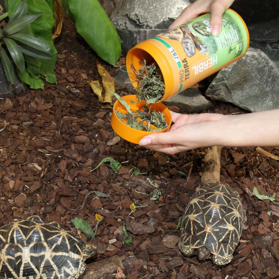 JBL Proterra Herbil alimento para tortugas, , large Imagen numero 6