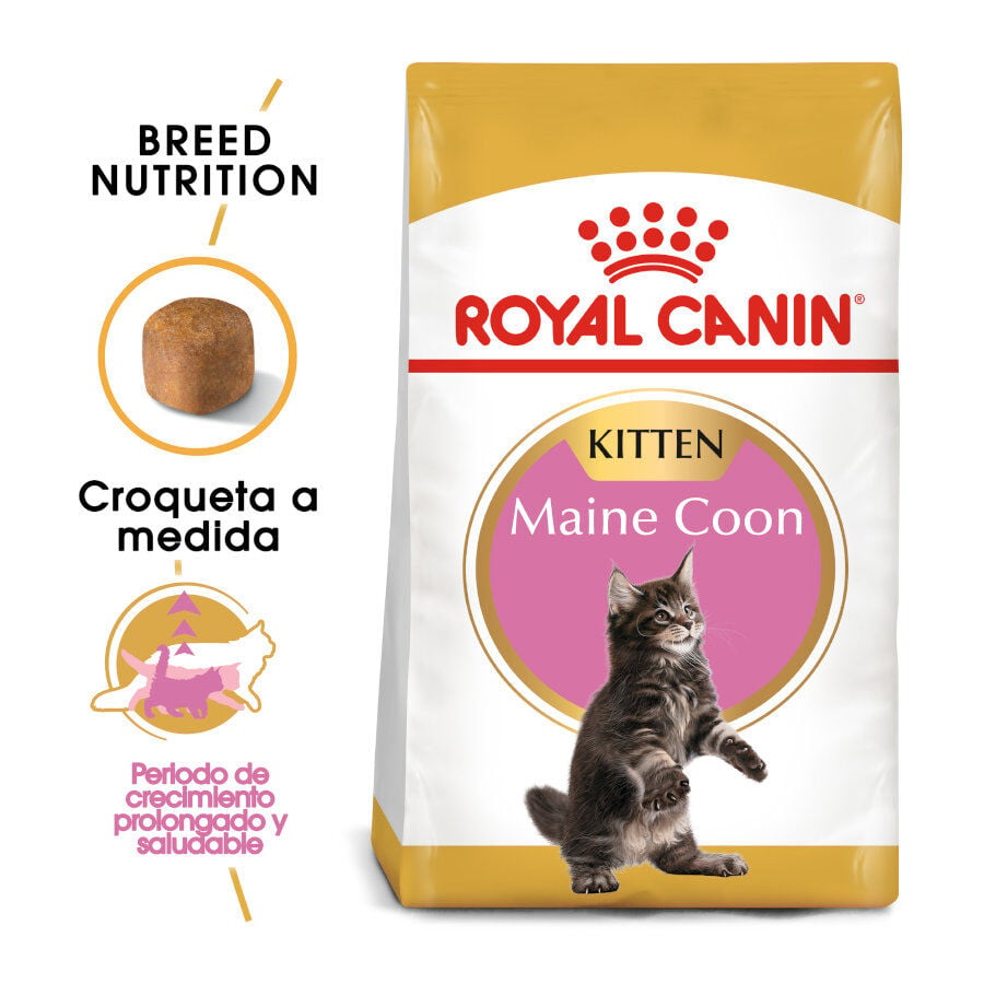 10 kg Royal Canin Kitten Maine Coon pienso para gatos, , large Imagen numero 2