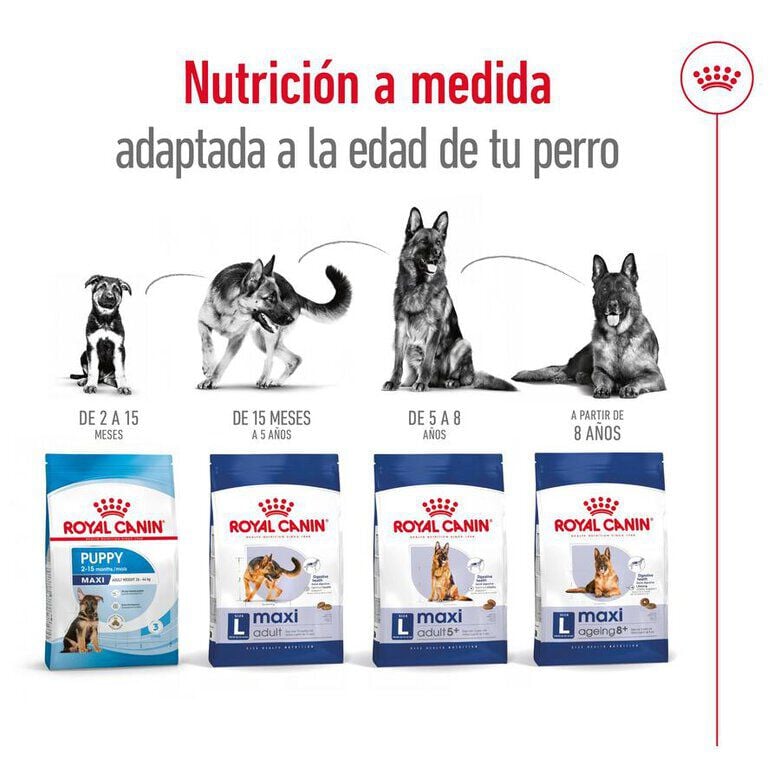 15 kg Royal Canin Maxi Ageing 8+ pienso para perros&nbsp;senior, , large Imagen numero 8