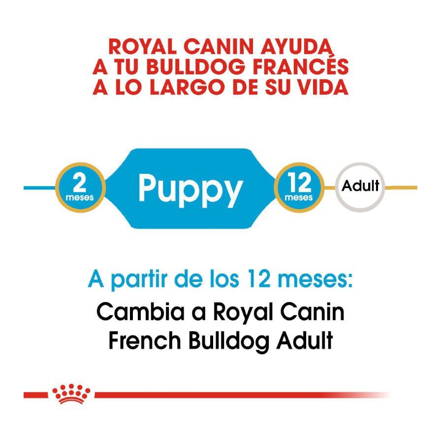 10 kg Royal Canin Puppy French Bulldog pienso para perros, , large Imagen numero 7