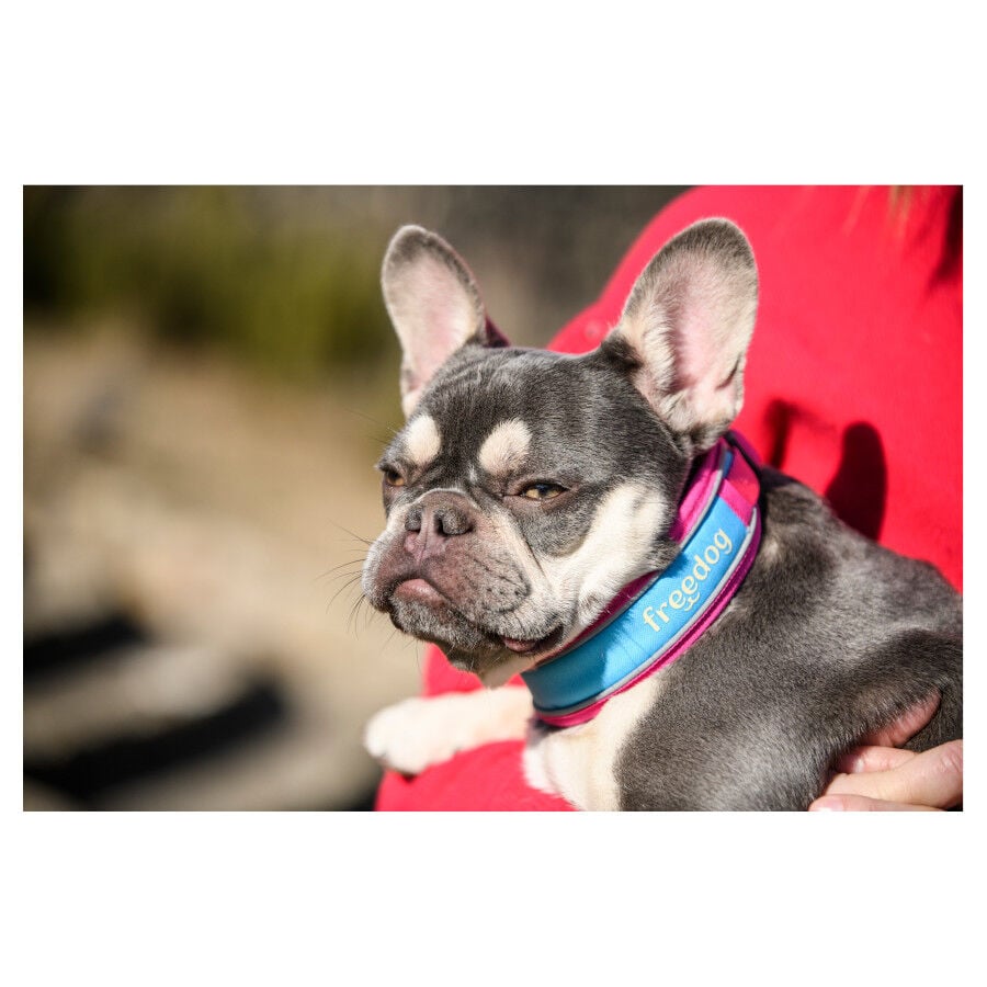 Freedog Cool Pro Tech Collar Refrescante Fucsia Deportivo para perros, , large Imagen numero 3