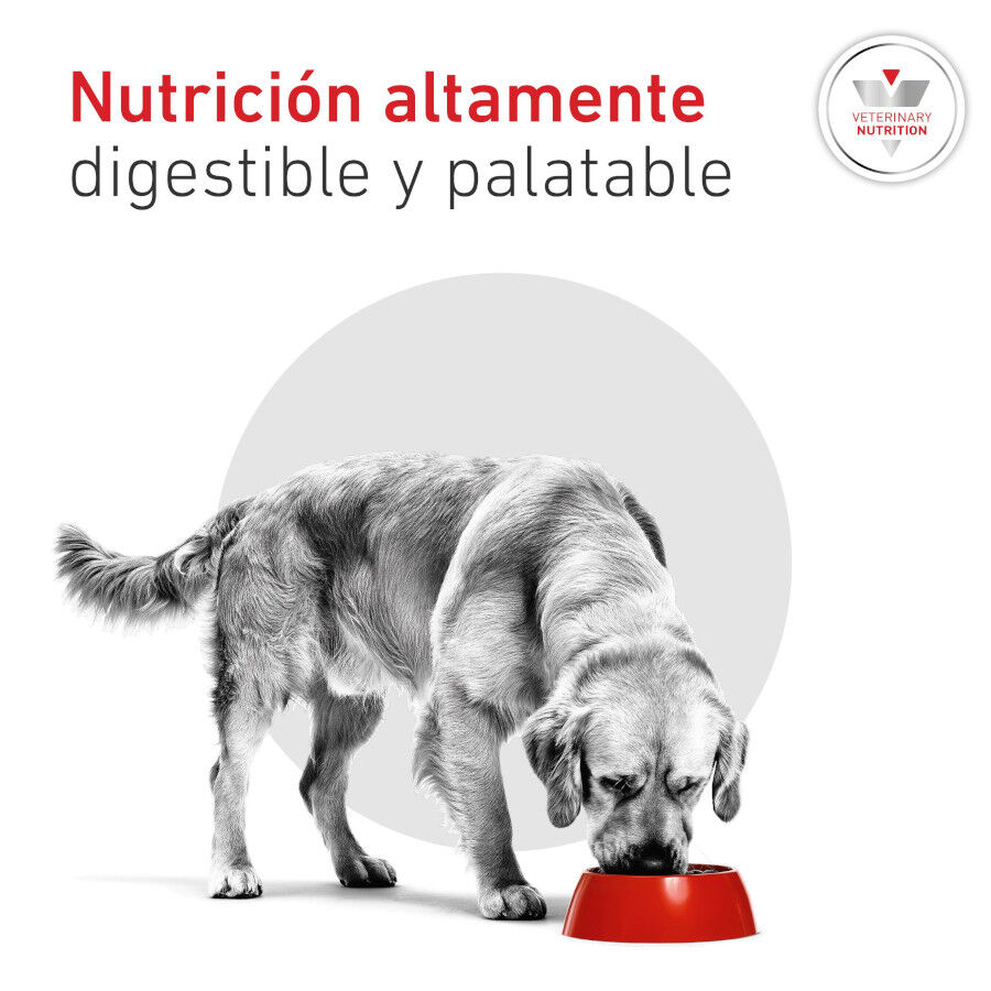 410 g Royal Canin Veterinary Diabetic latas para perros, , large Imagen numero 5
