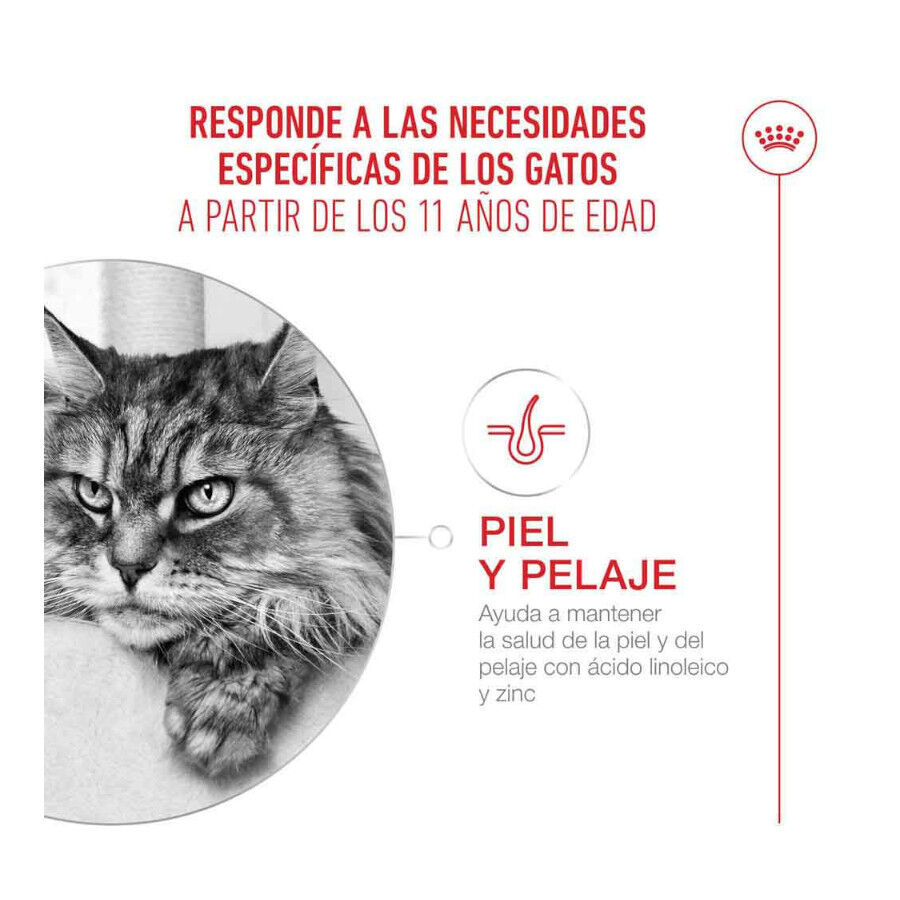 4 kg Royal Canin Ageing 11+ pienso para gatos&nbsp;senior, , large Imagen numero 5