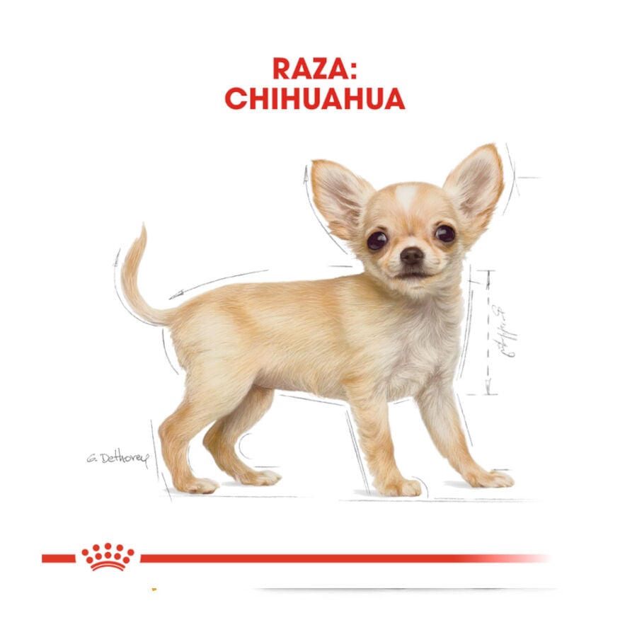 1.5 kg Royal Canin Puppy Chihuahua pienso para perros, , large indicador imagen numero 4