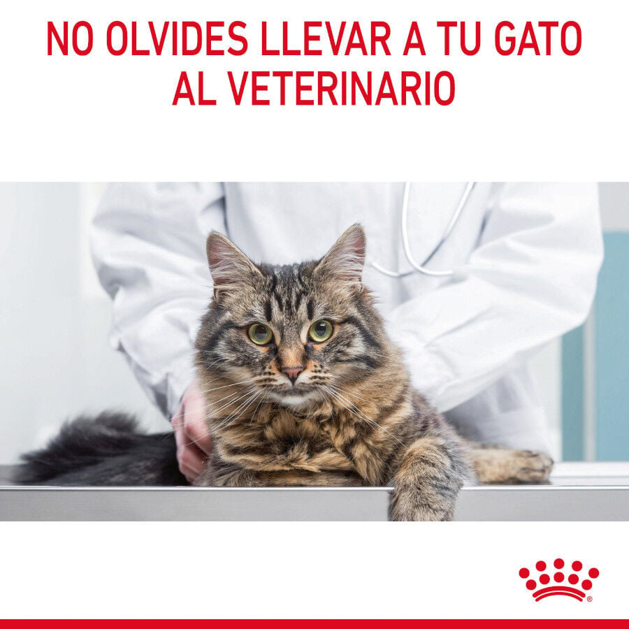 10 kg Royal Canin Intense Hairball pienso para gatos, , large Imagen numero 11