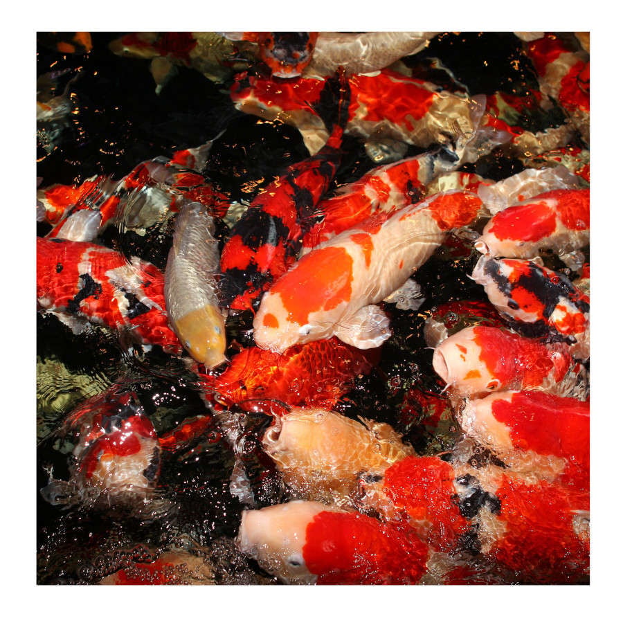 JBL ProPond All Seasons Palitos para peces de estanque, , large Imagen numero 3