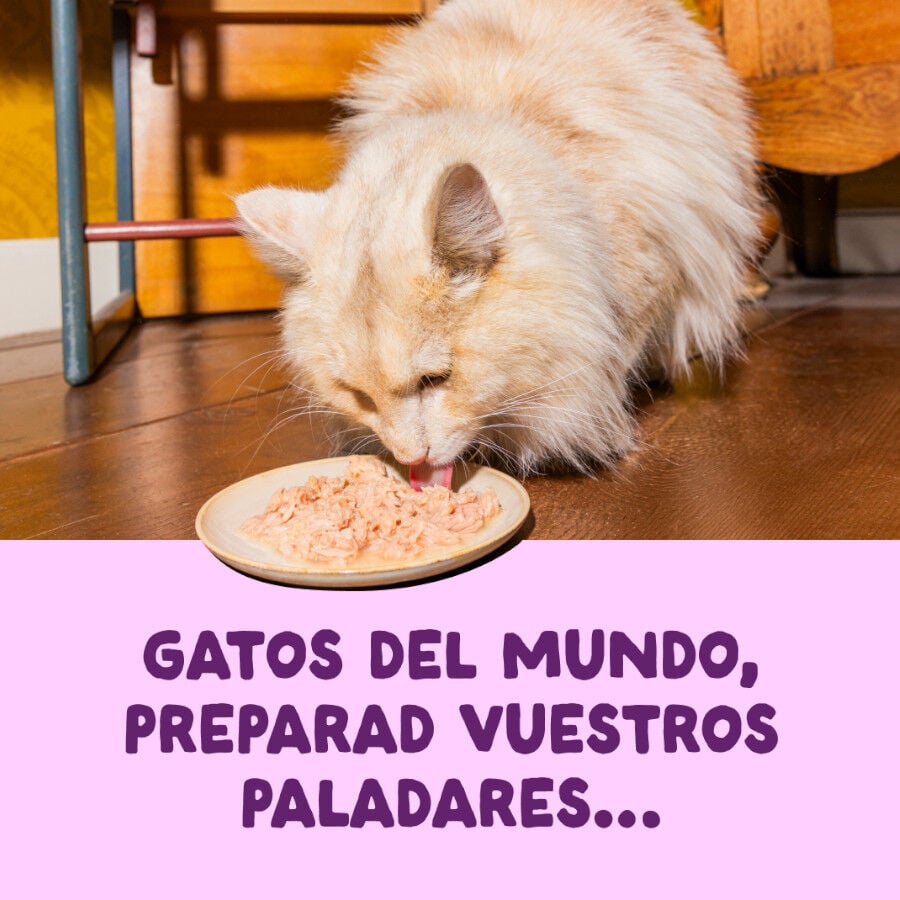 70 g Edgard & Cooper Filetes de Salm&oacute;n y Pollo Lata para gatos, , large Imagen numero 2