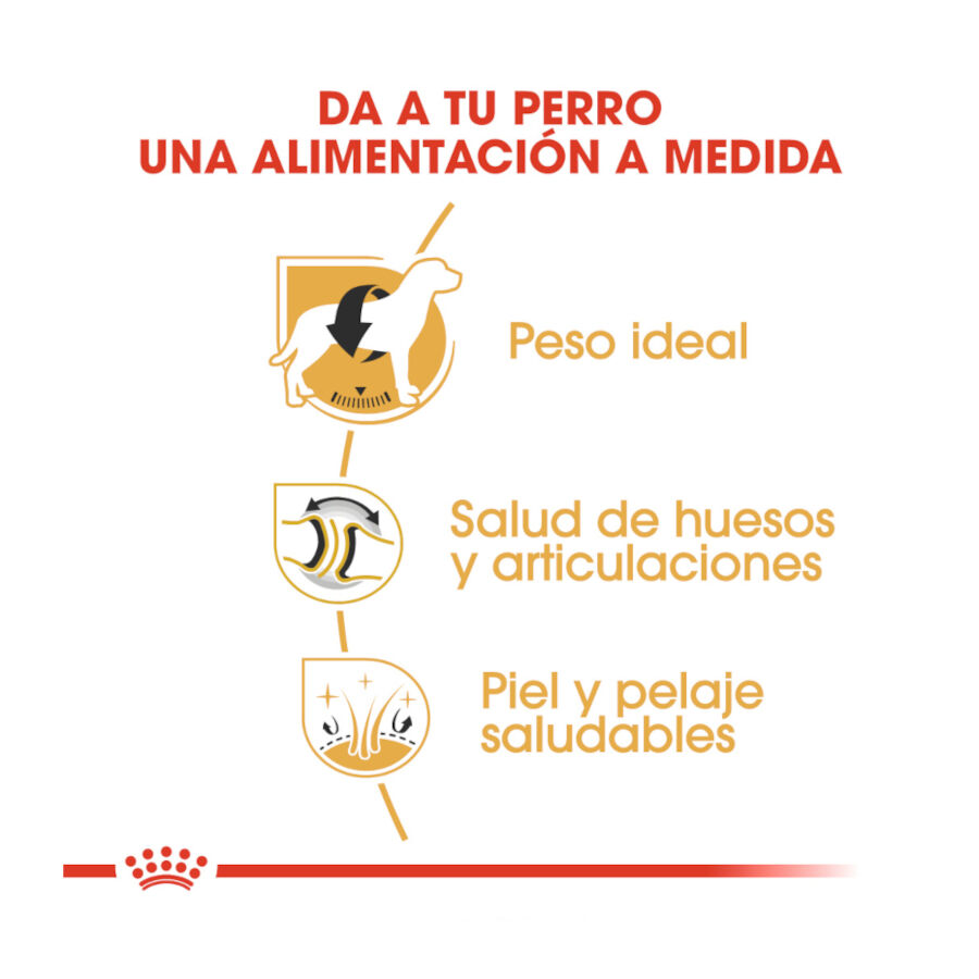 12 kg Royal Canin Adult Labrador Retriever pienso para perros, , large Imagen numero 6