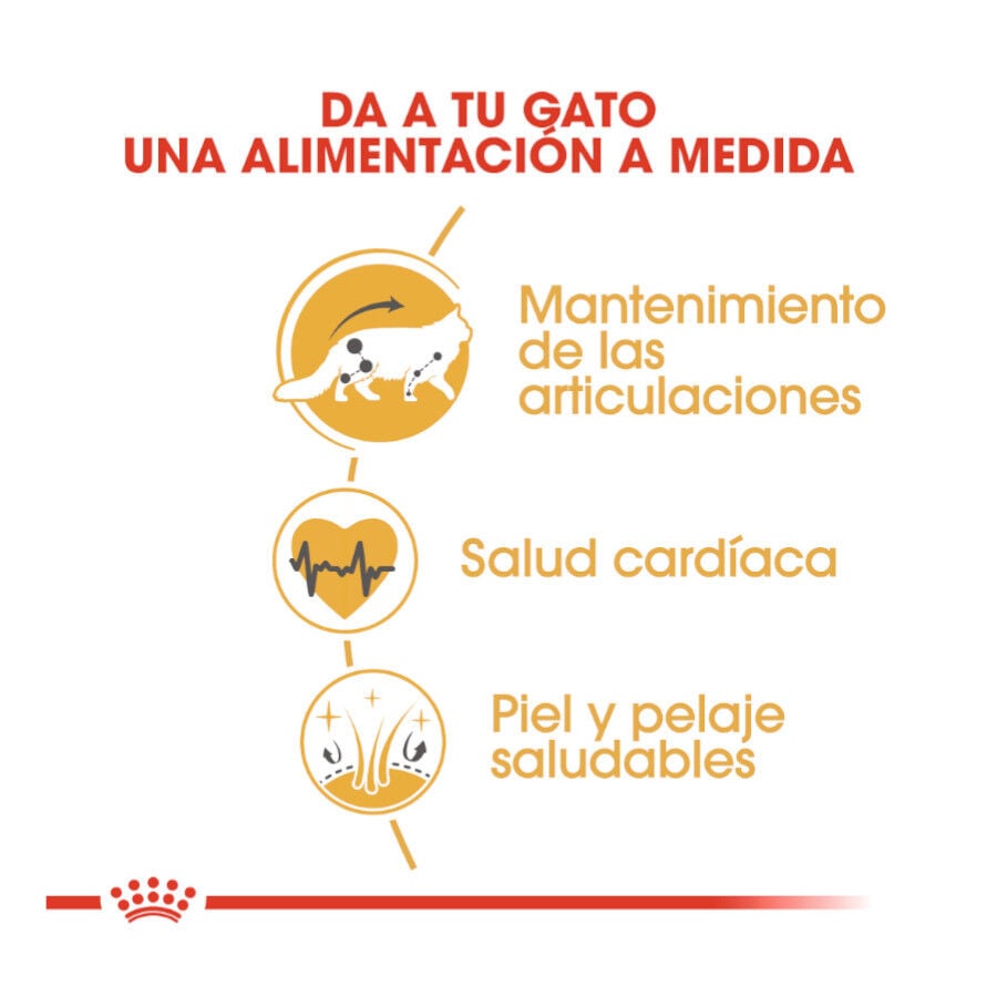 10 kg Royal Canin Adult Maine Coon pienso para gatos, , large indicador imagen numero 3