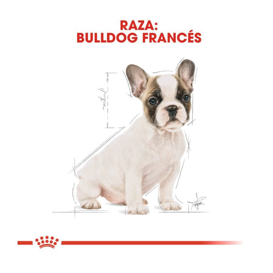 10 kg Royal Canin Puppy French Bulldog pienso para perros, , large Imagen numero 4