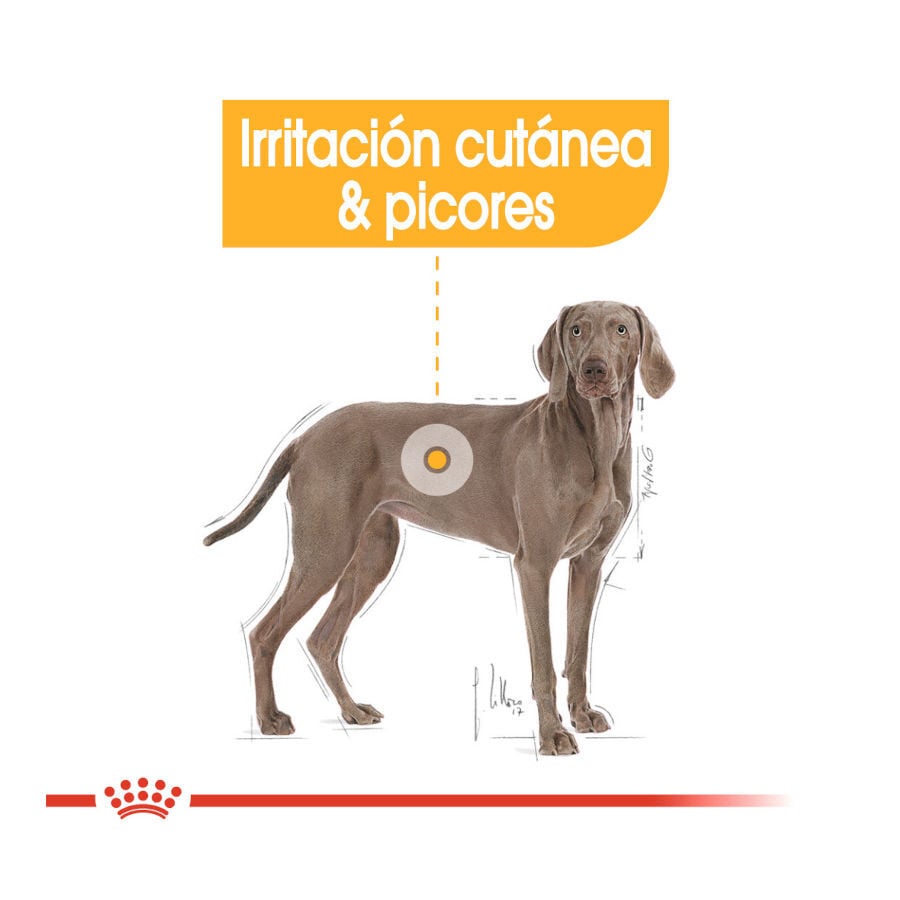 12 kg Royal Canin Dermacomfort Maxi pienso para perros, , large indicador imagen numero 5
