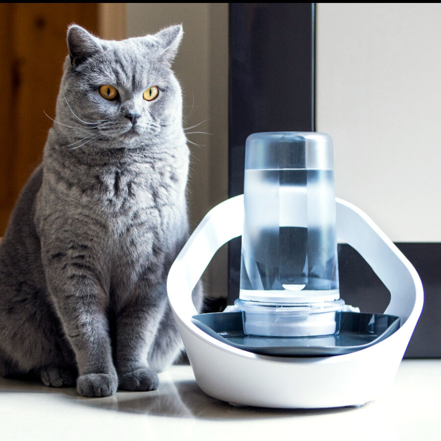 Sure Petcare Felaqua Connect Bebedero Autom&aacute;tico para gatos indicador imagen numero 4