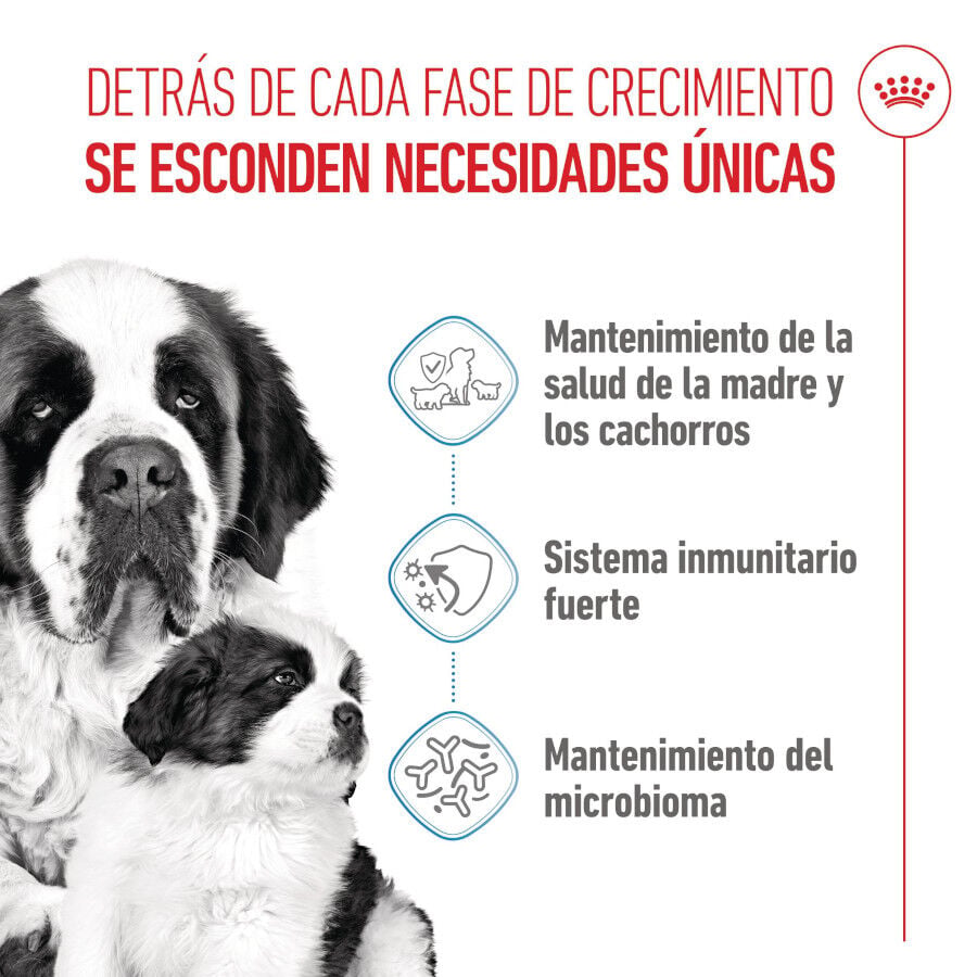 15 kg Royal Canin Starter Puppy Giant Pienso para perros, , large Imagen numero 3