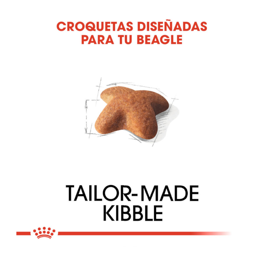 3 kg Royal Canin Adult Beagle pienso para perros, , large Imagen numero 5