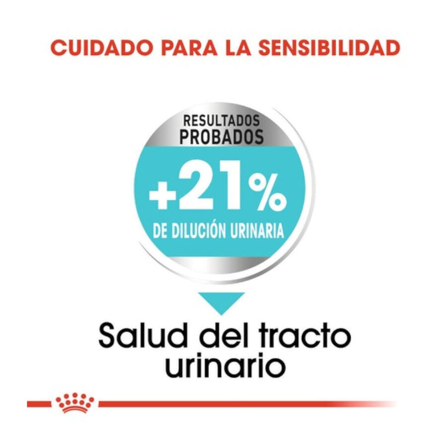 3 kg Royal Canin Urinary Care Mini pienso para perros, , large Imagen numero 4