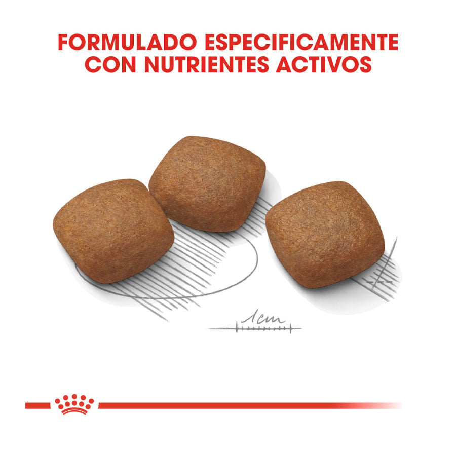10 kg Royal Canin Joint Care Maxi pienso para perros, , large indicador imagen numero 4