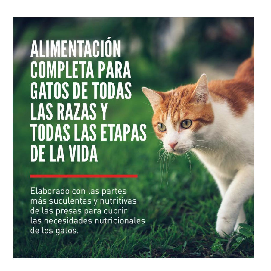 5.4 kg Orijen Original pienso para gatos y gatitos, , large Imagen numero 2