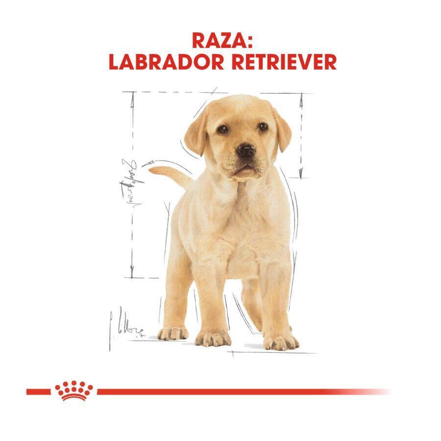 12 kg Royal Canin Puppy Labrador Retriever pienso para perros, , large indicador imagen numero 4