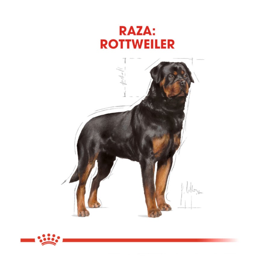 12 kg Royal Canin Adult Rottweiler pienso para perros, , large indicador imagen numero 4