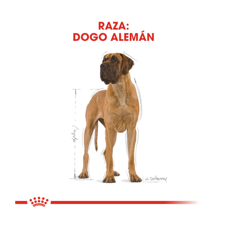 12 kg Royal Canin Adult Great Dane pienso para perros, , large indicador imagen numero 4