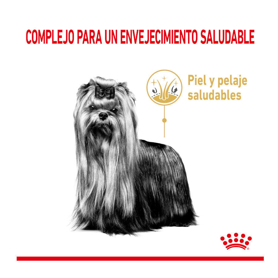 1.5 kg Royal Canin Adult 8+ Yorkshire pienso para perros, , large indicador imagen numero 3