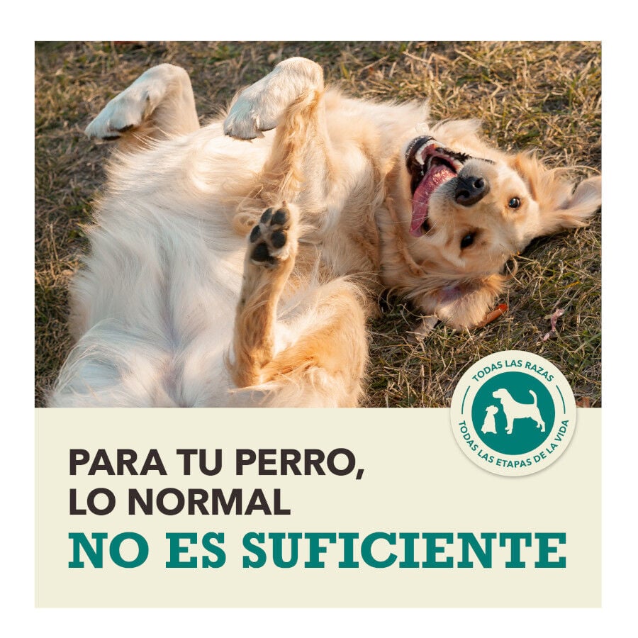 11.4 kg Acana Coldwater Fish pienso para perros, , large indicador imagen numero 10
