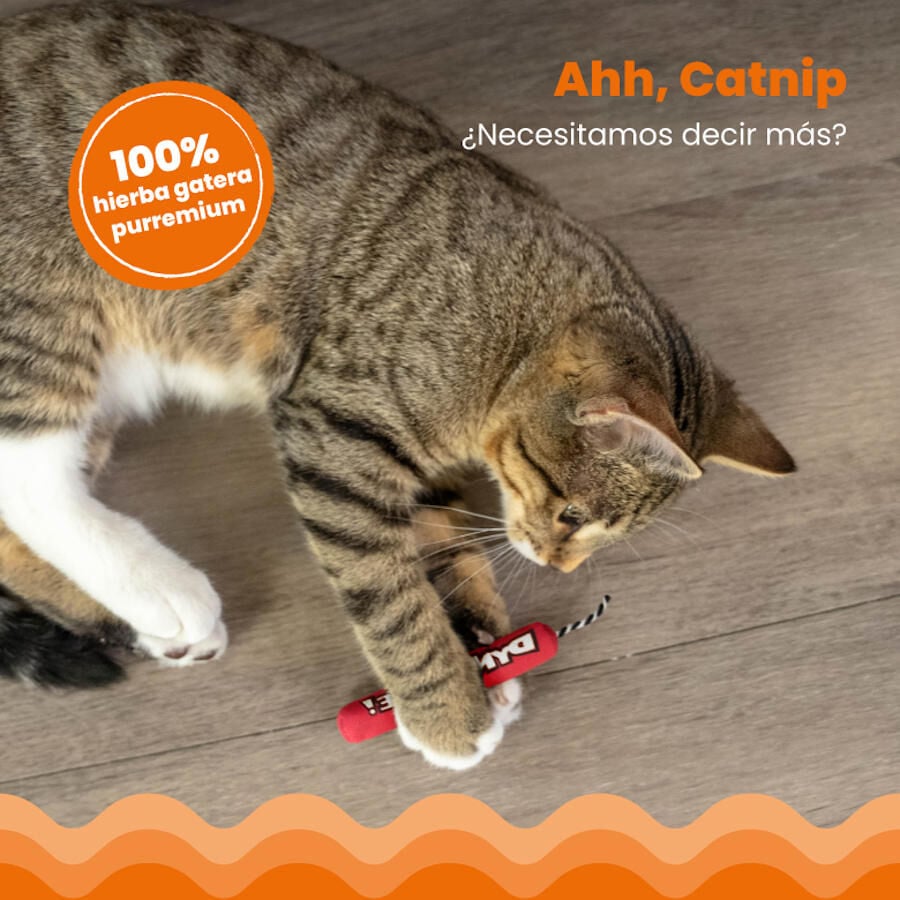 Catstages Green Magic Dynamite Rojo Peluche para gatos, , large Imagen numero 4