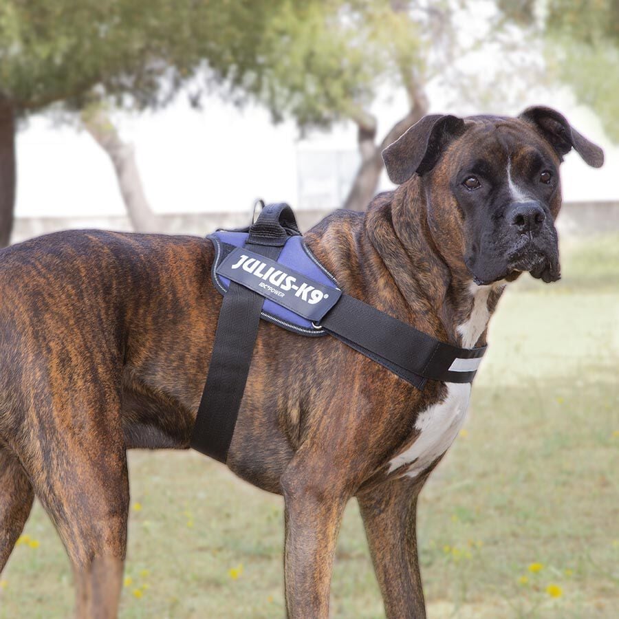 Julius K-9 IDC Arn&eacute;s Azul para perros, , large indicador imagen numero 2