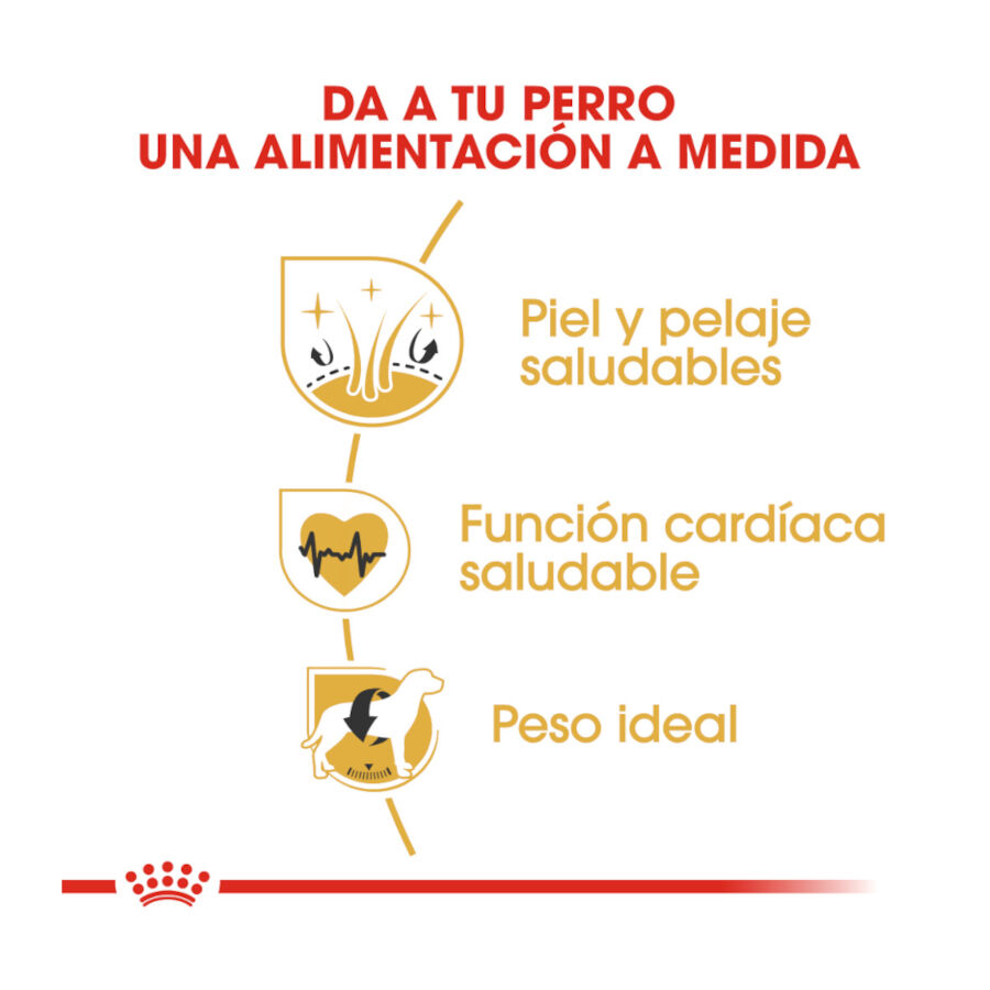 12 kg Royal Canin Adult Golden Retriever pienso para perros, , large Imagen numero 6