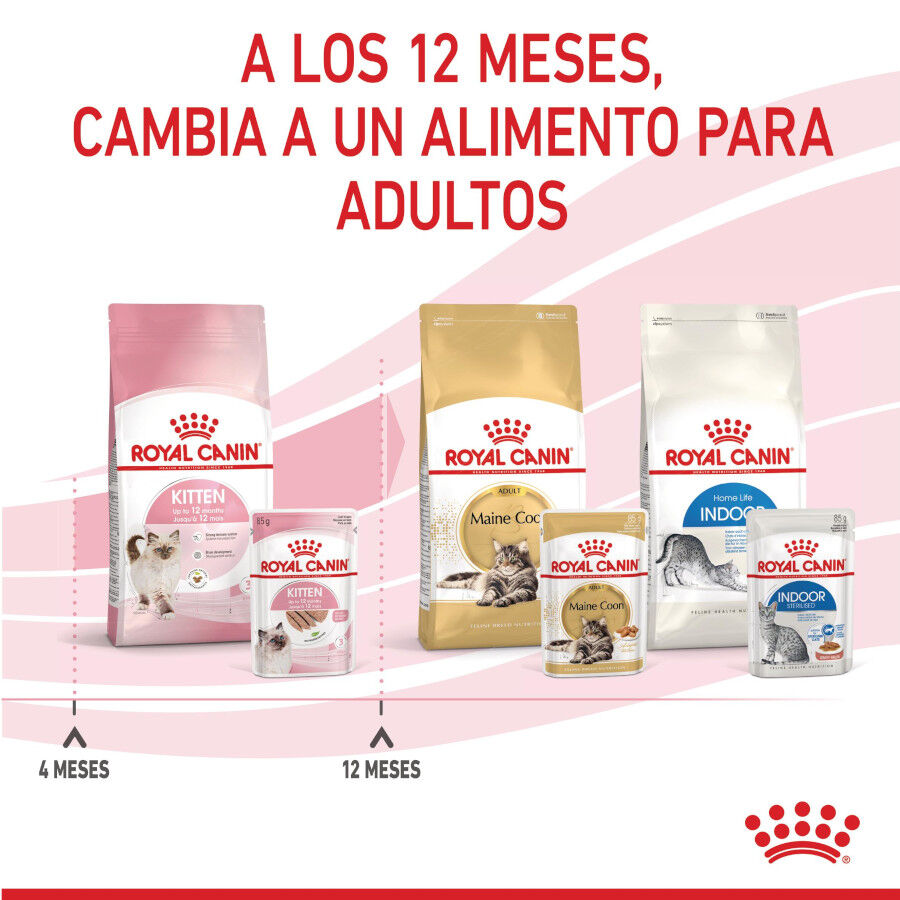 85 g Royal Canin Kitten pat&eacute; sobre para gatos, , large indicador imagen numero 11