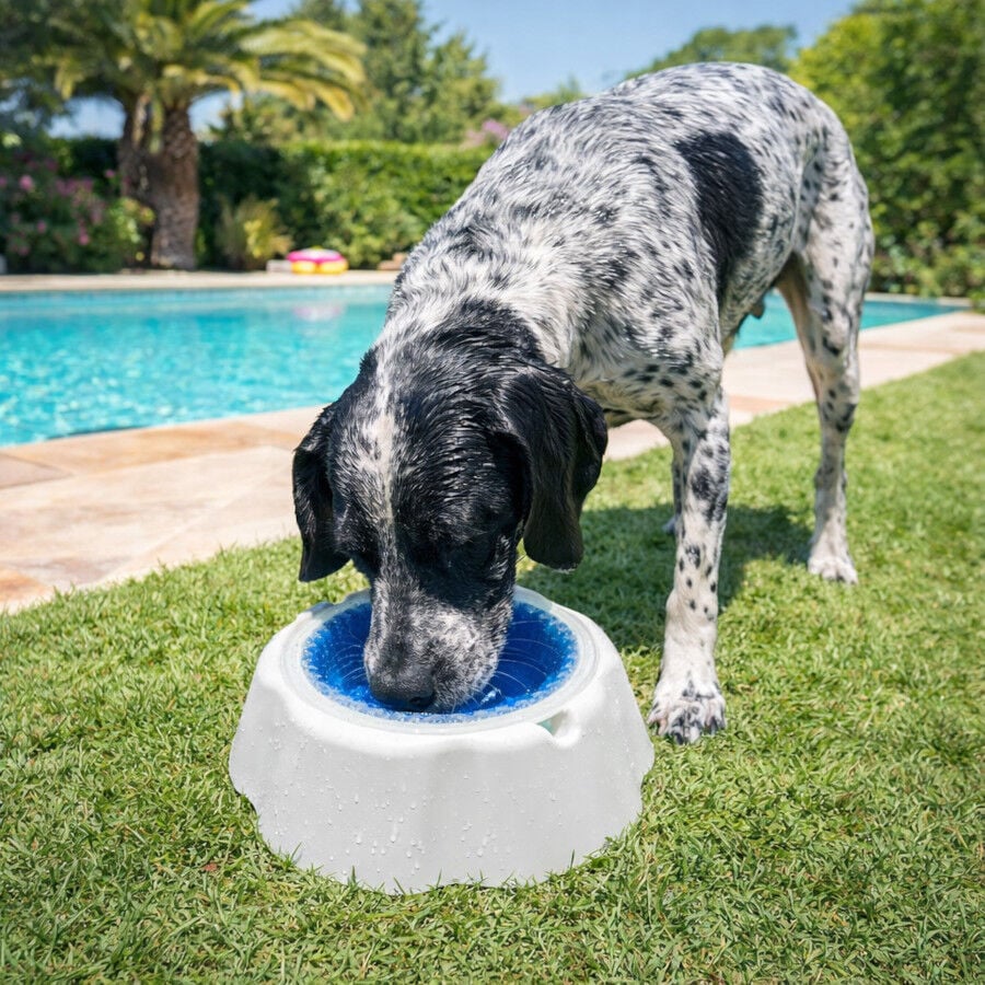 Summer Vibes Bowl Refrescante Comedero y Bebedero para perros, , large indicador imagen numero 1