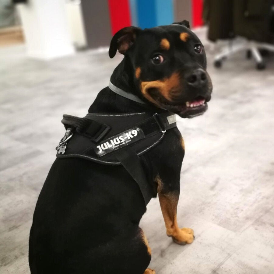 Julius-K9 IDC Arn&eacute;s Ergon&oacute;migo Negro para perros, , large indicador imagen numero 2