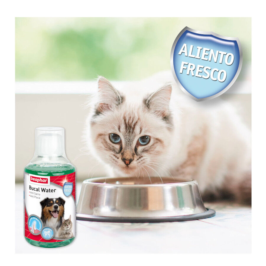 Beaphar Enjuague Bucal para perros y gatos, , large indicador imagen numero 5