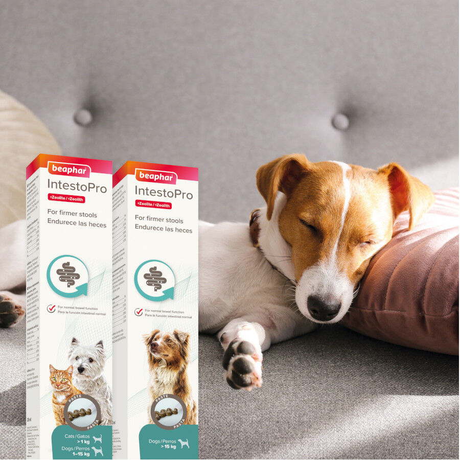 20 ml Beaphar IntestoPro pasta para perros, , large indicador imagen numero 2