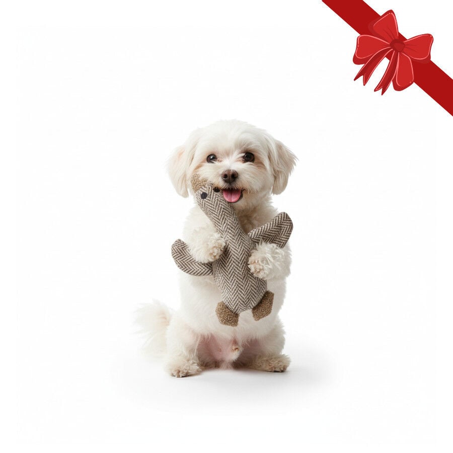 Wonder Christmas Peluche Navide&ntilde;o de Pato para perros, , large Imagen numero 1