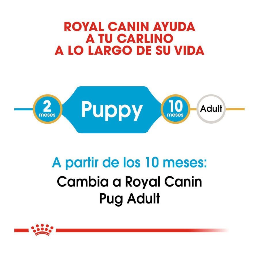 1.5 kg Royal Canin Puppy Pug pienso para perros, , large indicador imagen numero 7