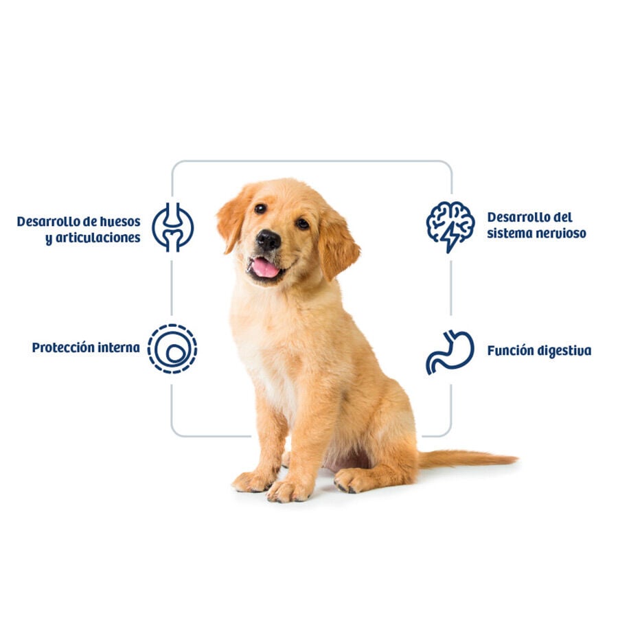 12 kg Nath Puppy Medium Maxi Pollo Pienso para Perros, , large Imagen numero 2