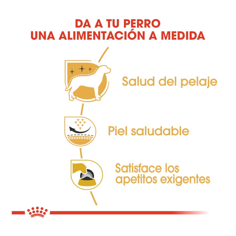 3 kg Royal Canin Adult White Terrier West Highland pienso para perros, , large indicador imagen numero 5