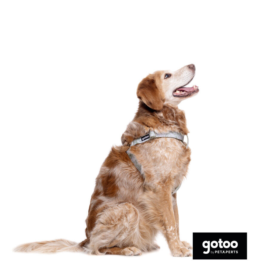 Gotoo Arn&eacute;s estampado hojas para perros, , large Imagen numero 4