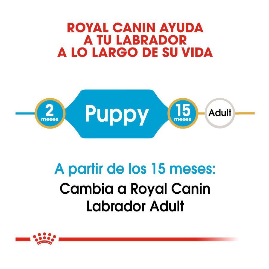 12 kg Royal Canin Puppy Labrador Retriever pienso para perros, , large indicador imagen numero 8
