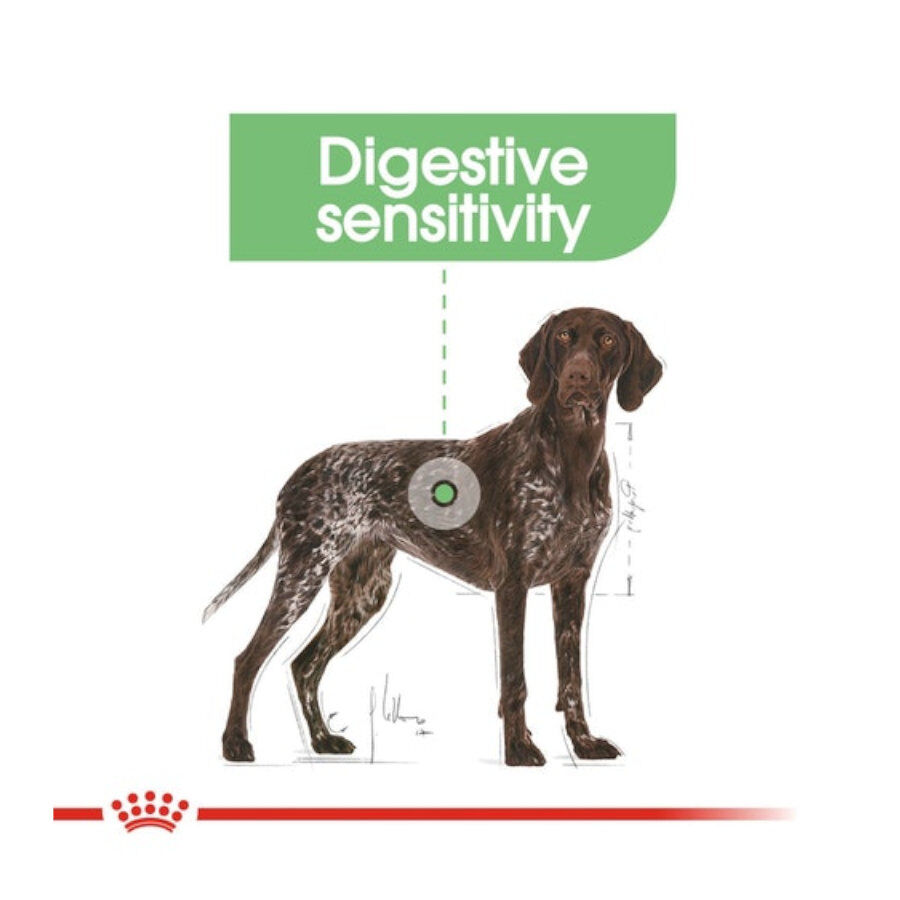 12 kg Royal Canin Digestive Care Maxi pienso para perros, , large indicador imagen numero 2