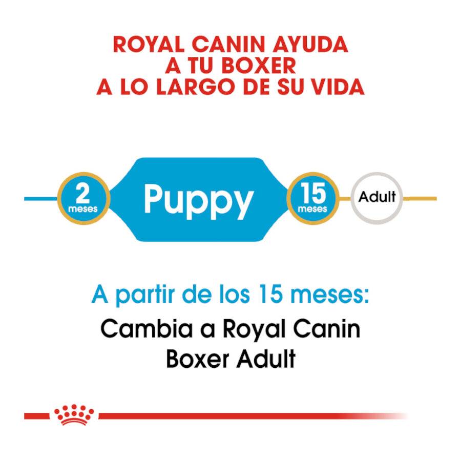 12 kg Royal Canin Puppy Boxer pienso para perros, , large Imagen numero 6