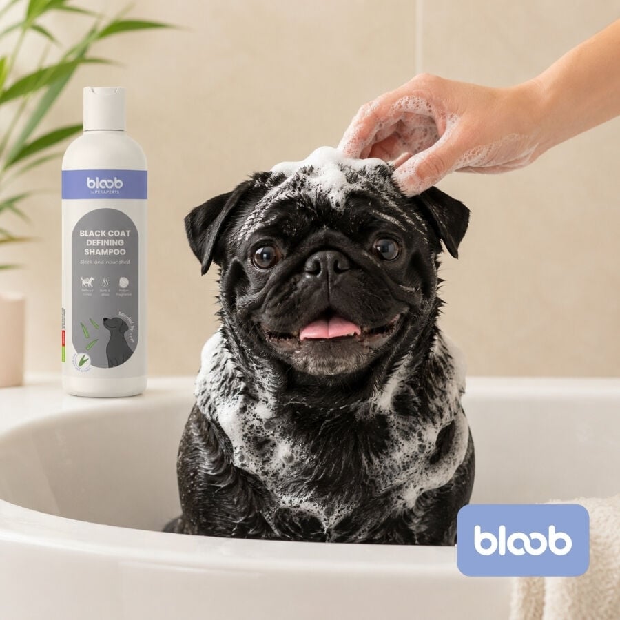 Bloob Champ&uacute; Definidor Mantos Negros Mel&oacute;n para perros, , large indicador imagen numero 2