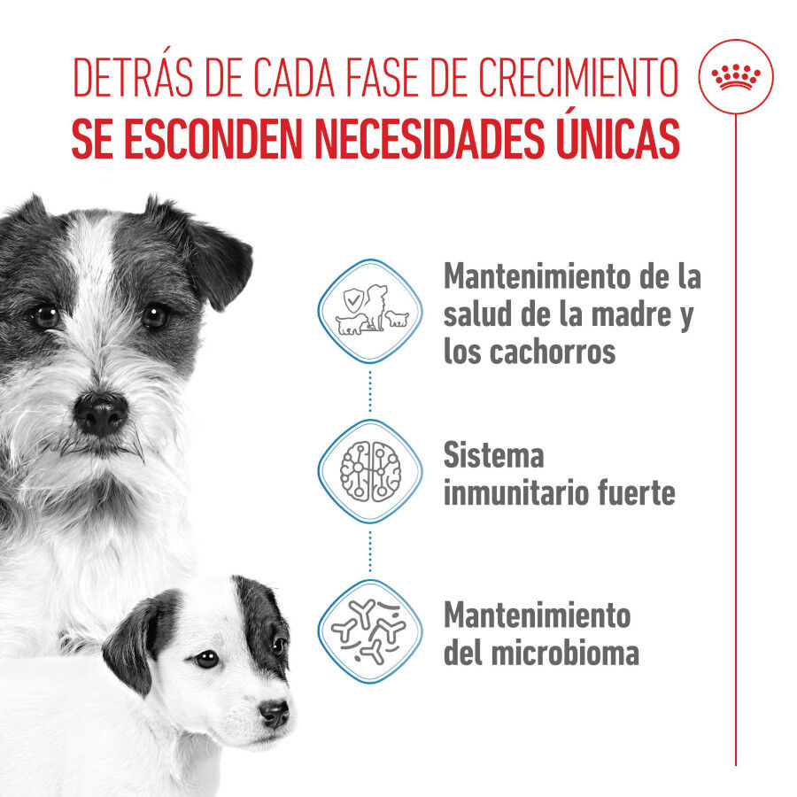 4 kg Royal Canin Starter MotheryBaby Mini pienso para perros, , large indicador imagen numero 3