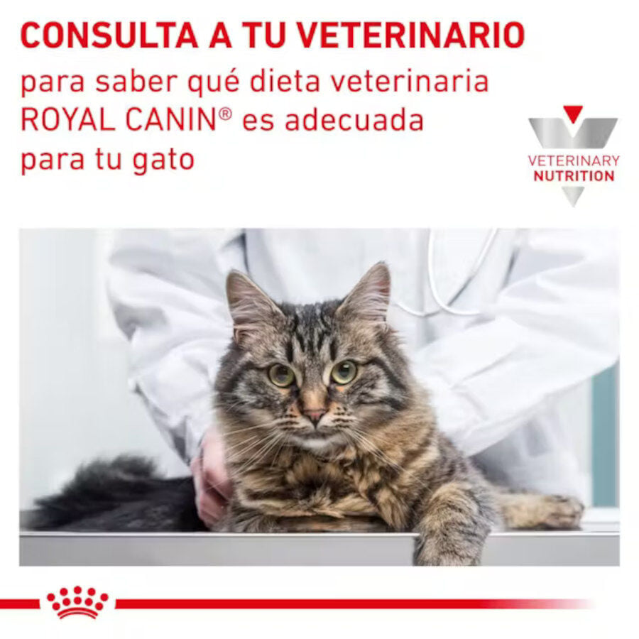 12 sobres x 85 g Royal Canin Mature Consult L&aacute;minas en Salsa Sobre para gatos, , large indicador imagen numero 6