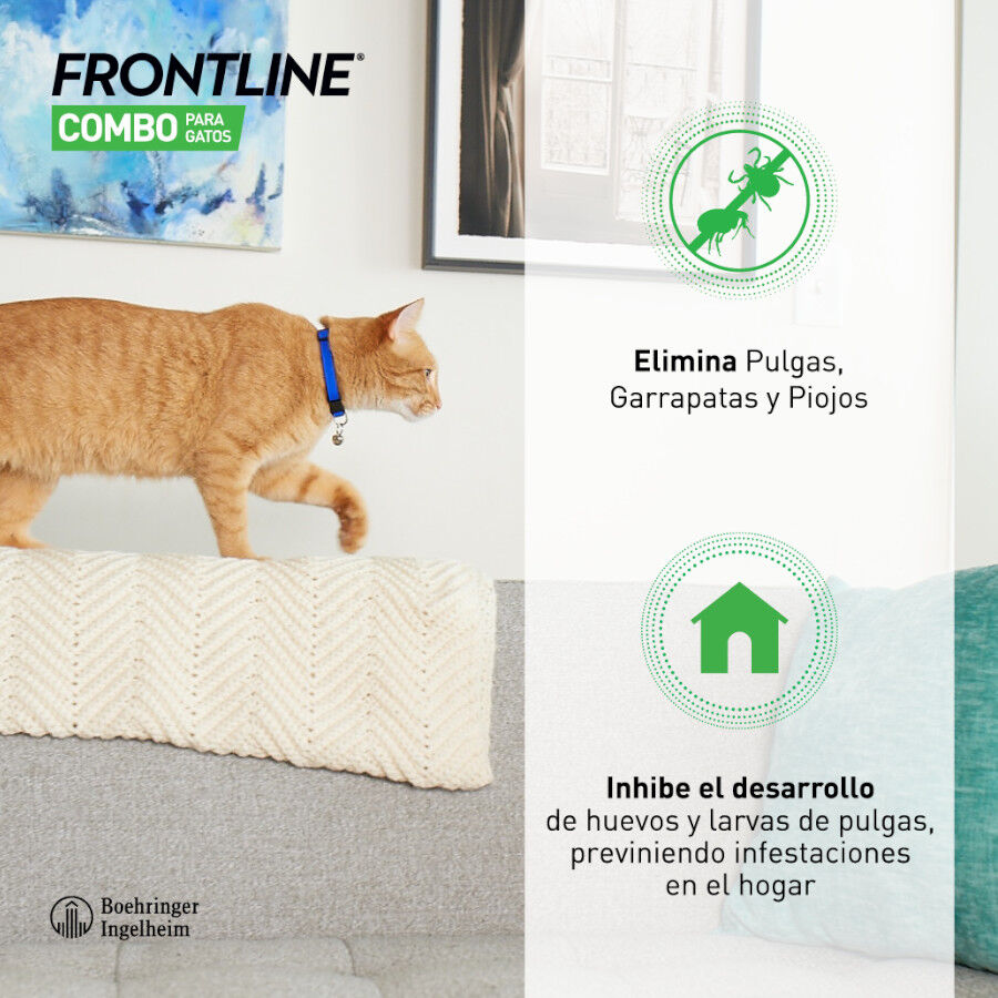 Frontline Combo Pipetas Antiparasitarias para gatos y hurones, , large Imagen numero 7