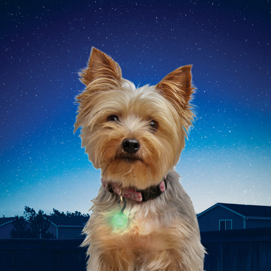 Nite Ize PetLit Luz LED Verde de Collar para perros, , large Imagen numero 2