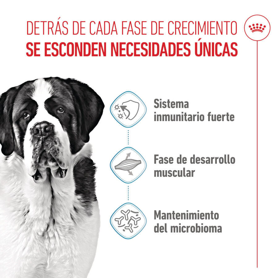 15 kg Royal Canin Junior Giant pienso para perros, , large Imagen numero 3