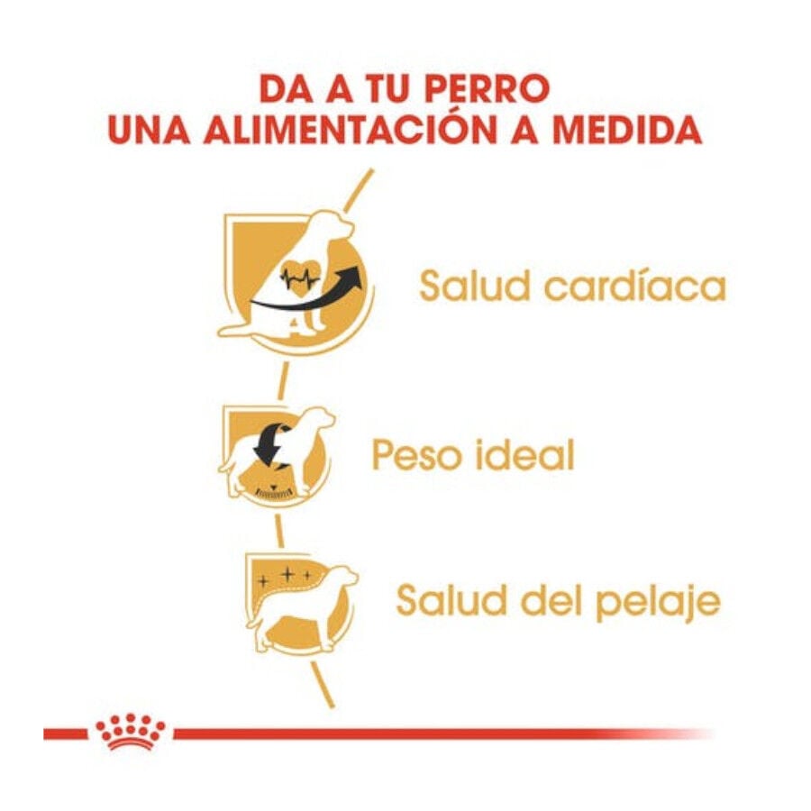 3 kg Royal Canin Adult Cavalier King Charles pienso para perros, , large indicador imagen numero 3