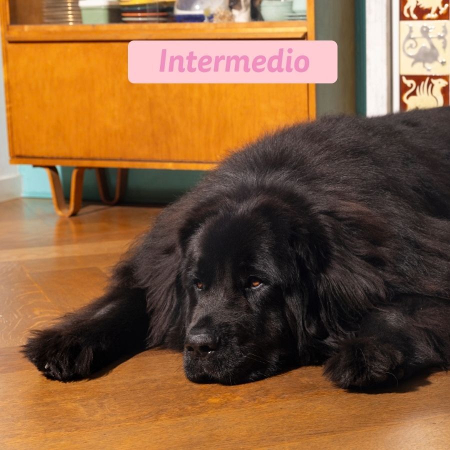 12 kg Edgard & Cooper Puppy Pato y Pollo pienso para perros grandes, , large indicador imagen numero 6